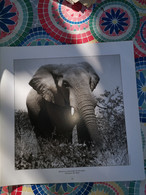 Photographie Animaux D'une Reserve - Africa