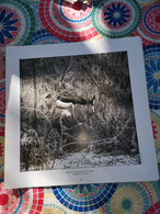 Photographie Animaux D'une Reserve - Africa