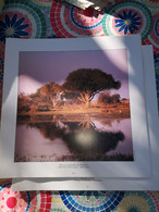 Photographie Animaux D'une Reserve - Africa