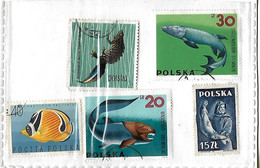 Lot De 5 Timbres POLOGNE / Poissons - Collections