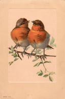 Carte Postale OISEAUX - Oiseaux