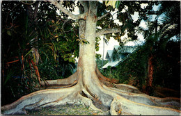 Florida Fort Myers Edison Winter Home Moreton Bay Fig Tree 1959 - Fort Myers