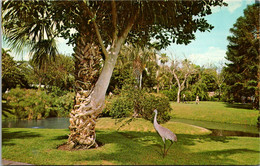 Florida Sarasota Strangler Fig And Sand Hill Crane At Sarasota Jungle Gardens - Sarasota