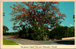 Florida Clearwater The Famous Kapok Tree In Bloom - Clearwater