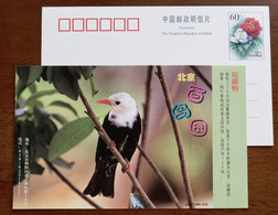 Black Bulbul Bird,China 1999 Beijing Bird Paradise Advertising Postal Stationery Card - Spatzen