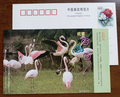Pink Flamingo Bird,China 1999 Beijing Bird Paradise Advertising Postal Stationery Card - Flamingo