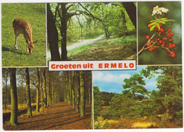 Groeten Uit Ermelo - (Gelderland, Nederland) - Natuur, Ree - Ermelo