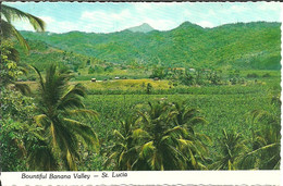 St. Lucia (Santa Lucia, Antille) Bountiful Banana Valley - St. Lucia