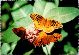 (5 D 19) Butterfly - Papillons - Papillons