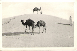 CAMELS AT BISKRA, ALGERIA. UNUSED POSTCARD Ap5 - Biskra