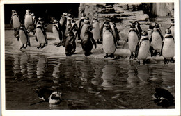 23135 - Deutschland - Hamburg , Carl Habenbeck 's Tierpark , Hamburg Stellingen , Humboldt Pinguine - Gelaufen 1953 - Stellingen