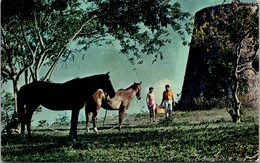 Virgin Islands Sugar Mill From Molasses Making Days - Jungferninseln, Amerik.