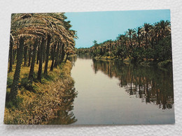 Iraq Palms In Basra (Iraq)  A 212 - Iraq