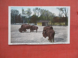 American Bison Or Buffalo. Philadelphia Zoo.  Trim On Bottom.          Ref  5349 - Hippopotames