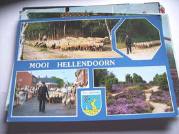 Nederland Holland Pays Bas Hellendoorn Met Schapen - Hellendoorn