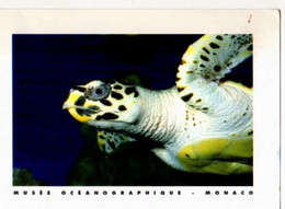 Tortue A Ecailles Ou Tortue Caret Musee Oceanographique De Monaco, Carte Postale - Turtles