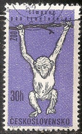 Tchecoslovaquie -  Chimpanzé - Chimpancés