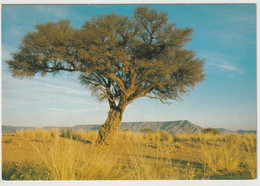 SWA, Kameldornbaum - Namibië