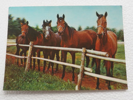 3d 3 D Lenticular Stereo Postcard Horses Toppan   A 212 - Stereoscopische Kaarten