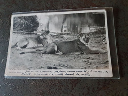 ANIMAUX ET FAUNES LIONS - Lions