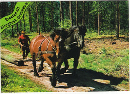 Groeten Uit Alinghoek-Drouwen - (Drenthe, Nederland/Holland) - Bosbouw, Paarden -  Nr. L 3469 - Odoorn