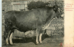 Parthenay * élevage En Poitou * Boeuf De La Race Parthenaise * Bovin - Parthenay