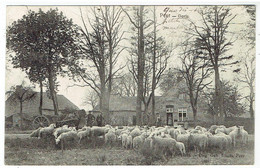 PEER - Goris - Schapen - Moutons - N° 10345 UItg. Beb. Smets - Peer