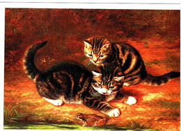 Chats - Kittens -katzen - Poesjes En Kikker - Katzen