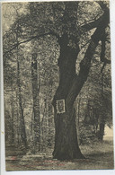 CPA 59 - ANNAPES - VILLENEUVE D' ASCQ Châtaignier De 1650 Vierge Sur Le Tronc  Peu Commune - Trees