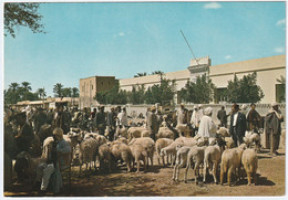 Biskra - Le Marché Ovin - Biskra