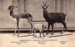 Marseille - Muséum D' Histoire Naturelle - Antilope , Agneau , Chamois - Musei