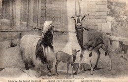 Marseille - Muséum D' Histoire Naturelle - Chèvre , Jeune Cerf , Antilope - Musei