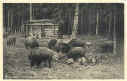 CPSM Diestersdorf Wildschweine Mit Frischlingen Der Füterrung - Mansfeld