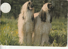 Très Belle Carte Postale De Chien Lévrier  Afghan - Dogs