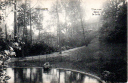 TIEGHEM  UNE VUE DANS LE BOIS - Anzegem