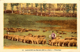 Lacaune Les Bains * Vue Sur Le Pâturage * Troupeau De Moutons * Berger - Autres & Non Classés