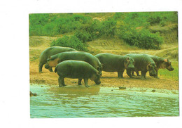 Cpm - Hippopotames - Hippopotame - L'ARCHE De NOE - Exposition Mondiale D'animaux Sauvages - Orania 52 West Germany - Nijlpaarden