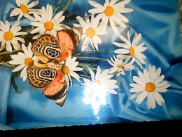 3 CARD FARFALLE FARFALLA  PAPILLON  N1965 IK2282 - Papillons
