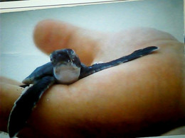 BABY TARTARUGA TURTLE CAYMNA ISLANDS V1996 IK2283 - Tortues