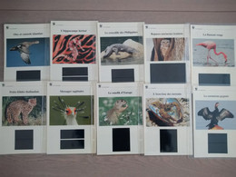 23 Pièces Feuilles De Texte WWF  /  23 Verschillende WWF Hoofdstukken Zonder Postzegels - Non Classificati
