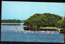 AK 019746 USA - Florida (?) - Roseate Spoonbills - Orlando