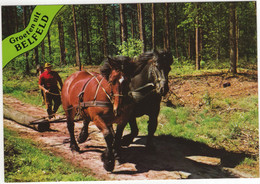 Groeten Uit Belfeld - (Venlo, Limburg, Nederland/Holland) - Nr. 720 - Paarden, Bosbouw - Venlo