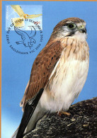 &#9989; " NANKEEN KESTREL" Sur Carte Maximum Et PAP Neuf D'Australie De 2001. Parfait état. CM - Eagles & Birds Of Prey
