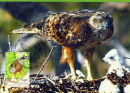 &#9989; " RED GOSHAWK " Sur Carte Maximum Et PAP Neuf D'Australie De 2001. Parfait état. CM - Eagles & Birds Of Prey