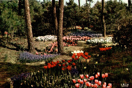 85 LA TRANCHE SUR MER LES FLORALIES EXPOSITION MARS AVRIL - La Tranche Sur Mer