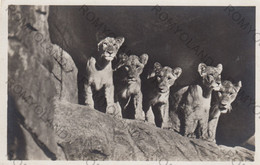 Delcampe - CARTOLINA  ALTONA-STELLINGEN HAMBURG,GERMANIA,CARL HAGENBACK"S TIERPARK,NON VIAGGIATA - Stellingen