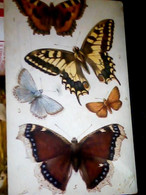 ILLUSTRATA R.J. Wealthy - Butterflies And Moths : British Butterflies FARFALLE  N1920 IK2381 - Papillons