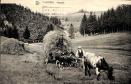 Houffalize - Paysage (animée Attelage Boeufs) - Houffalize