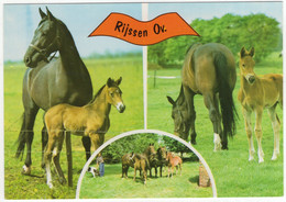 Rijssen - (Overijssel, Nederland / Holland) - Paarden, Veulens - Nr. L 3337 - Rijssen