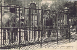 75 - Paris - Jardin Des Plantes - Les Jeunes éléphants Loulou Et Lili - Parks, Gardens